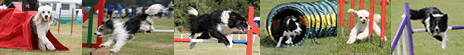 Agility Shows Online